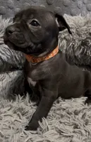 Holland Jr (Orange Collar), a female American Bully for sale in Marion, IL – 6 of 10