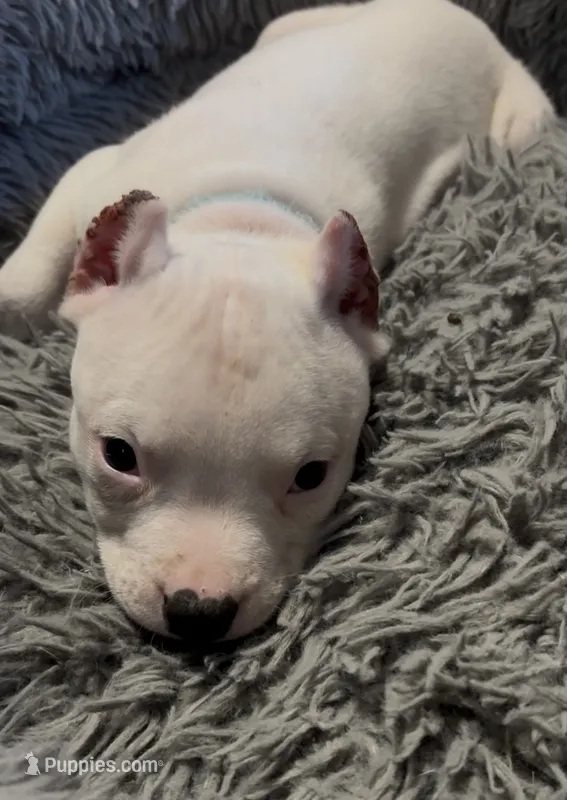 Ying (Blue Collar) – American Bully puppy for sale in Marion, IL