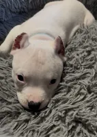 Ying (Blue Collar), a male American Bully for sale in Marion, IL – 1 of 10