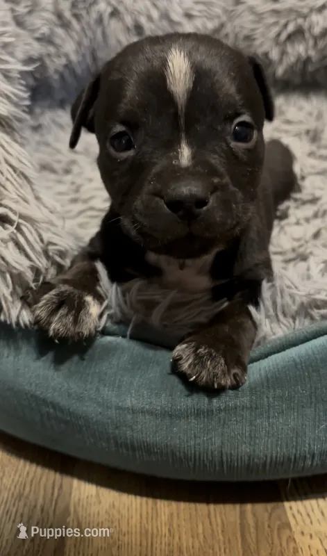 Stripe (Green Collar) – American Bully puppy for sale in Marion, IL