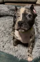 Green Collar Merle, a female American Bully for sale in Marion, IL – 2 of 10