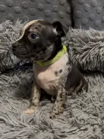 Green Collar Merle, a female American Bully for sale in Marion, IL – 5 of 10