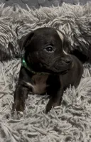Stripe (Green Collar), a male American Bully for sale in Marion, IL – 8 of 10