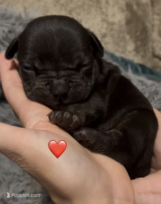 Red Collar – American Bully puppy for sale in Marion, IL