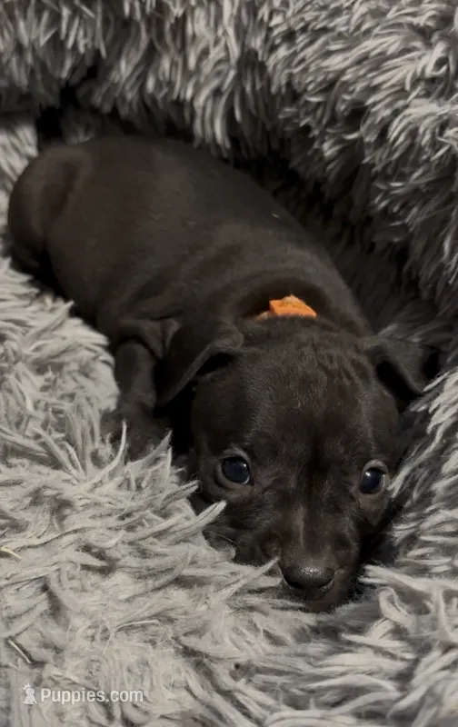 Holland Jr (Orange Collar) – American Bully puppy for sale in Marion, IL