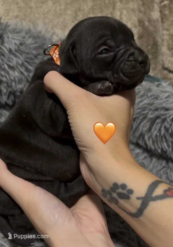 Holland Jr (Orange Collar) – American Bully puppy for sale in Marion, IL