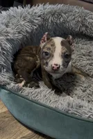 Princess (Orange Collar), a female American Bully for sale in Marion, IL – 2 of 10