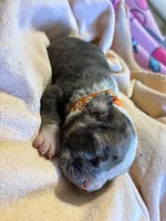 Princess (Orange Collar), a female American Bully for sale in Marion, IL – 9 of 10