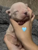 Ying (Blue Collar), a male American Bully for sale in Marion, IL – 2 of 7