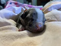 Princess (Orange Collar), a female American Bully for sale in Marion, IL – 8 of 10