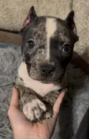 Green Collar Merle, a female American Bully for sale in Marion, IL – 1 of 10
