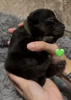 Stripe (Green Collar), a male American Bully for sale in Marion, IL – 2 of 10