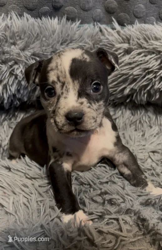 Black Collar Merle – American Bully puppy for sale in Marion, IL