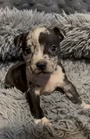 Black Collar Merle, a female American Bully for sale in Marion, IL – 6 of 9