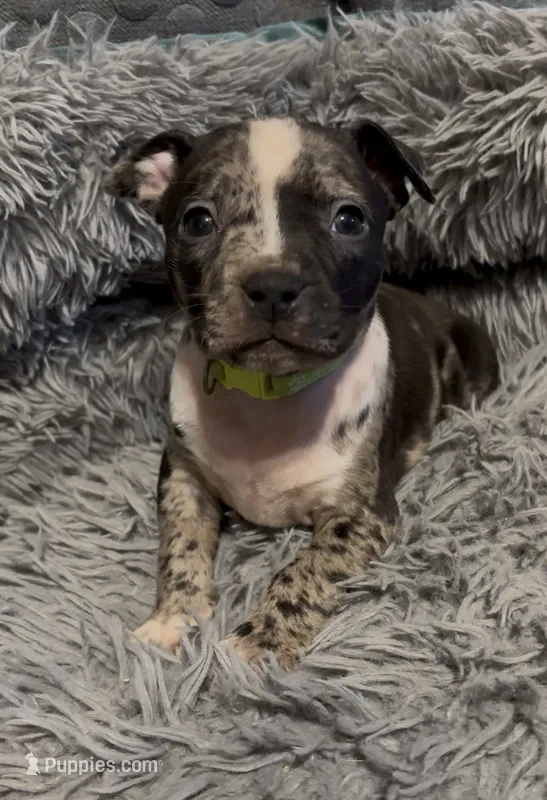 Green Collar Merle – American Bully puppy for sale in Marion, IL