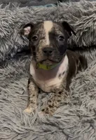 Green Collar Merle, a female American Bully for sale in Marion, IL – 4 of 10