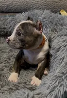 Princess (Orange Collar), a female American Bully for sale in Marion, IL – 3 of 10