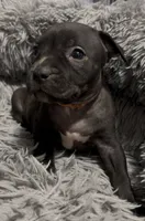 Holland Jr (Orange Collar), a female American Bully for sale in Marion, IL – 7 of 10