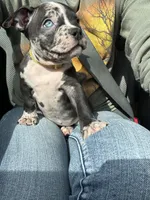 Yellow Collar, a female American Bully for sale in Marion, IL – 1 of 10