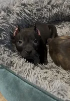 Yang (Blue Collar), a male American Bully for sale in Marion, IL – 3 of 10