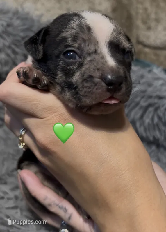 Green Collar Merle – American Bully puppy for sale in Marion, IL