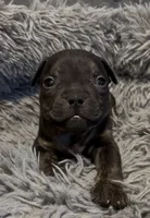 Red Collar, a male American Bully for sale in Marion, IL – 5 of 10