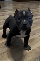 Stripe (Green Collar), a male American Bully for sale in Marion, IL – 2 of 10
