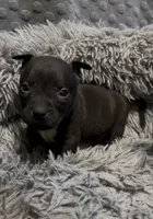 Yang (Blue Collar), a male American Bully for sale in Marion, IL – 6 of 10