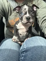 Yellow Collar, a female American Bully for sale in Marion, IL – 2 of 10