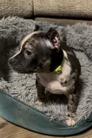 Green Collar Merle, a female American Bully for sale in Marion, IL – 3 of 10