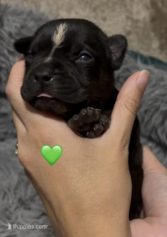 Stripe (Green Collar) – American Bully puppy for sale in Marion, IL