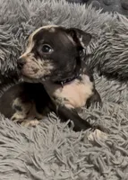 Black Collar Merle, a female American Bully for sale in Marion, IL – 8 of 9
