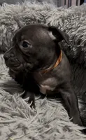 Holland Jr (Orange Collar), a female American Bully for sale in Marion, IL – 8 of 10