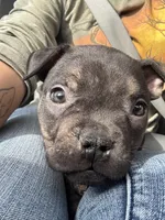 Red Collar, a male American Bully for sale in Marion, IL – 3 of 10