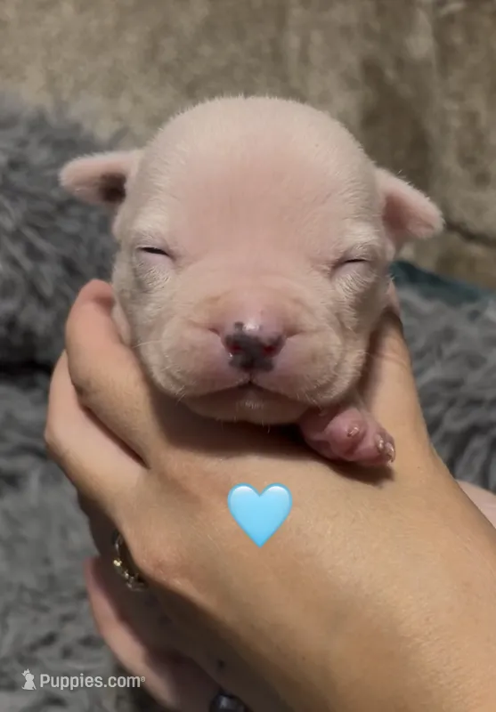 Ying (Blue Collar) – American Bully puppy for sale in Marion, IL