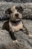 Black Collar Merle, a female American Bully for sale in Marion, IL – 9 of 9