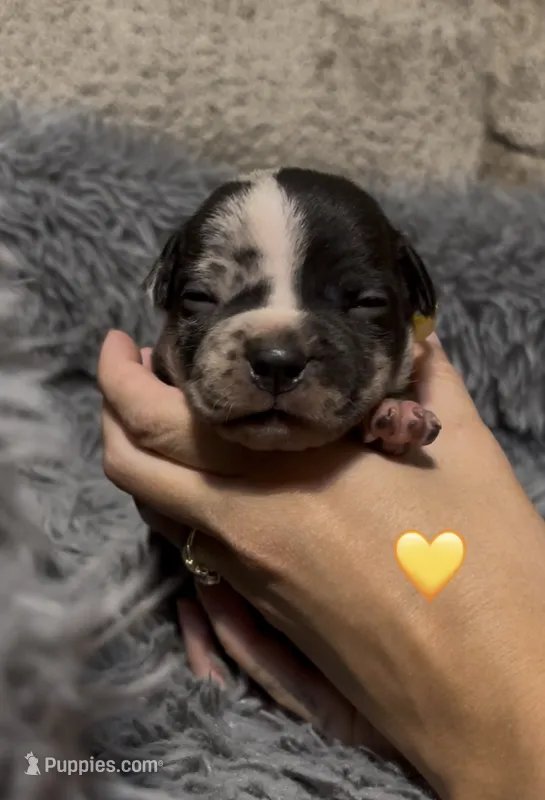 Yellow Collar – American Bully puppy for sale in Marion, IL