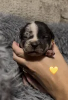 Yellow Collar, a female American Bully for sale in Marion, IL – 1 of 6