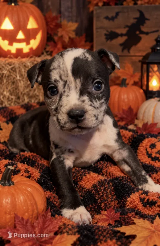 Black Collar Merle – American Bully puppy for sale in Marion, IL