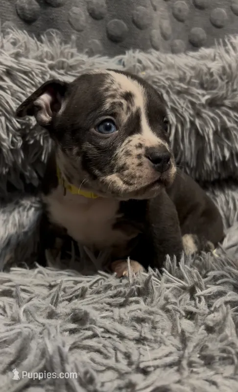 Yellow Collar – American Bully puppy on hold in Marion, IL