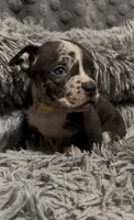 Yellow Collar, a female American Bully for sale in Marion, IL – 4 of 10