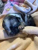 Green Collar Merle, a female American Bully for sale in Marion, IL – 8 of 9
