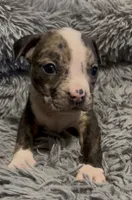 Princess (Orange Collar), a female American Bully for sale in Marion, IL – 7 of 10