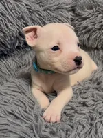Ying (Blue Collar), a male American Bully for sale in Marion, IL – 8 of 10