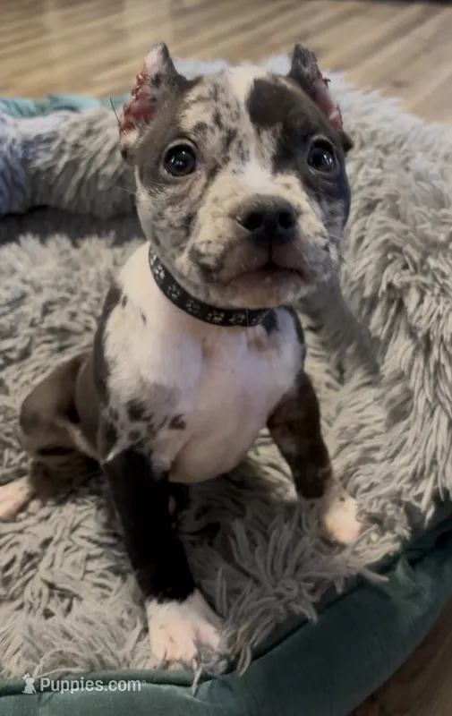 Black Collar Merle – American Bully puppy for sale in Marion, IL