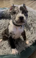 Black Collar Merle, a female American Bully for sale in Marion, IL – 1 of 9