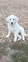 Bailey, a female English Cream Golden Retriever for sale in Taylorsville, GA – Photo 2 of 3