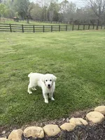 Bailey, a female English Cream Golden Retriever for sale in Taylorsville, GA – Photo 3 of 3