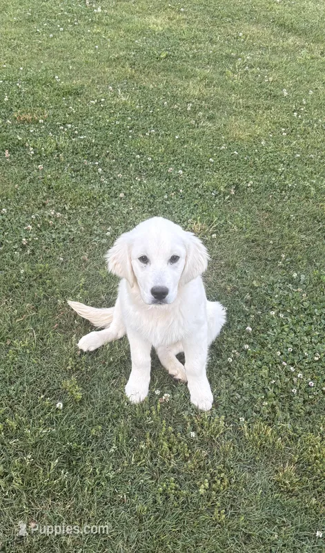 Bailey – English Cream Golden Retriever puppy for sale in Taylorsville, GA