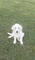 Bailey, a female English Cream Golden Retriever for sale in Taylorsville, GA – Photo 1 of 3